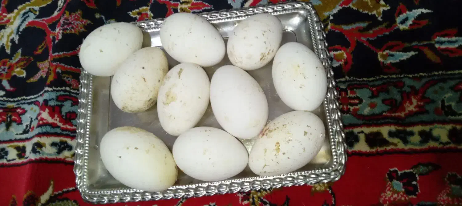 تخم غاز|حیوانات مزرعه|فیروزآباد (لرستان), |دیوار