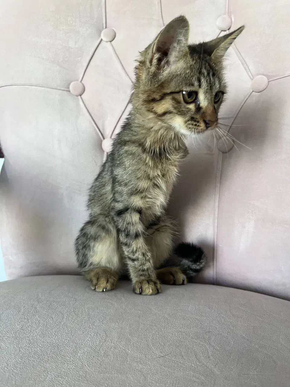 گربه واگذاری|گربه|پردیس, فاز ۸|دیوار