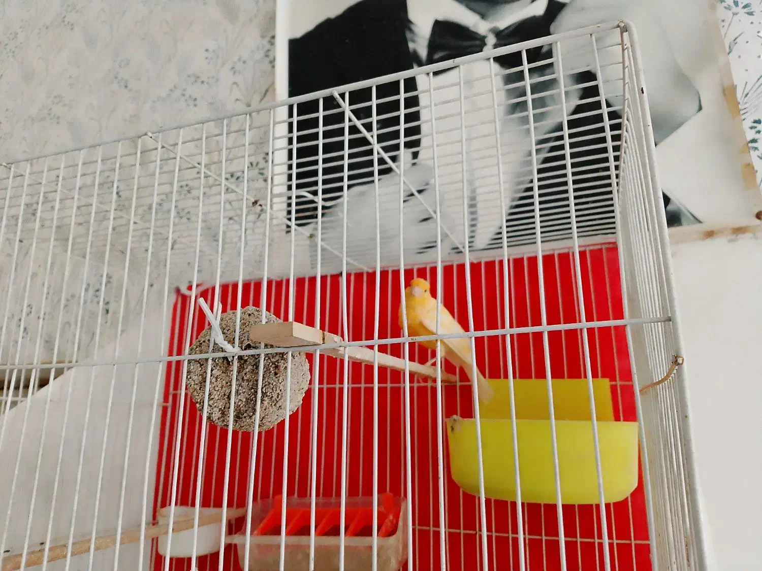 قناری|پرنده|شیروان (خراسان), |دیوار