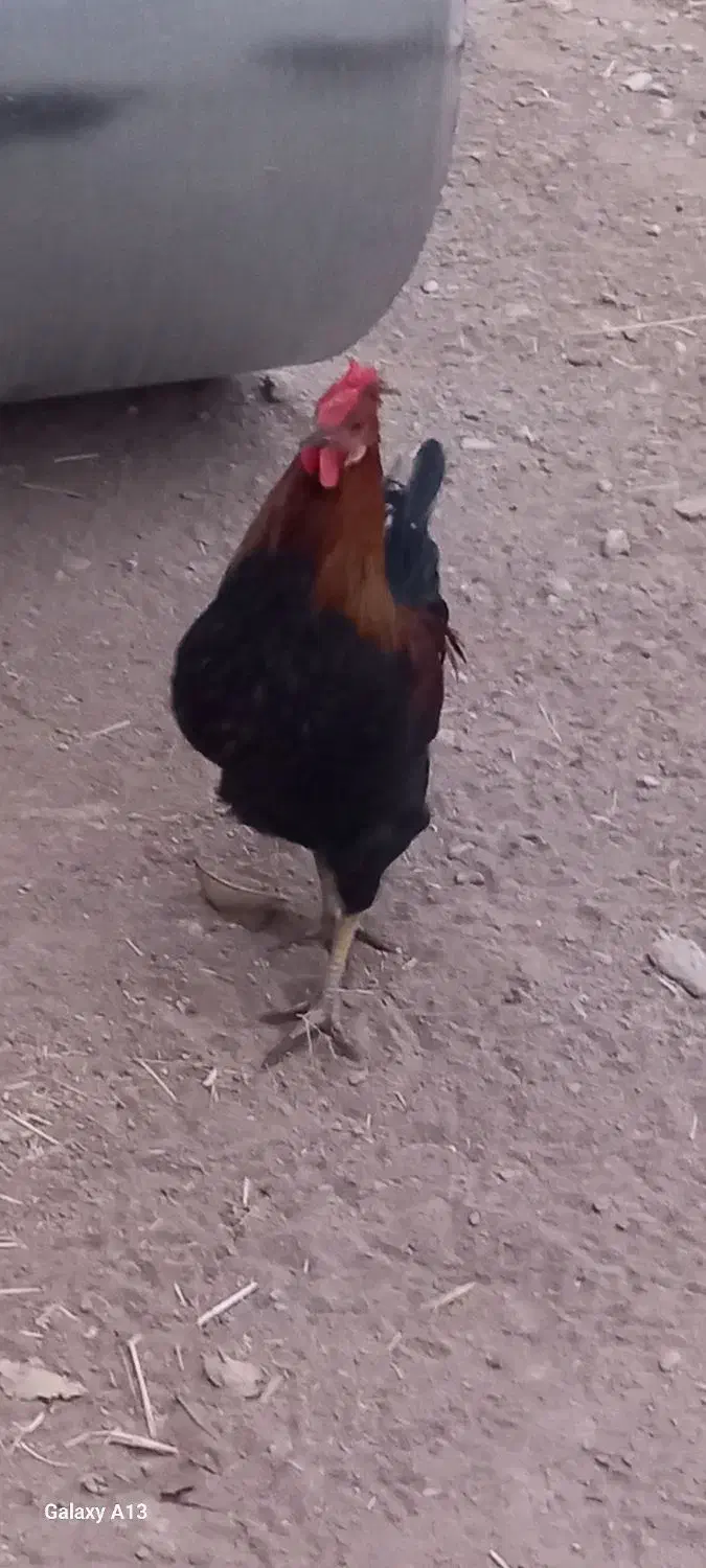 خروس گلین|حیوانات مزرعه|سیلاخور, |دیوار