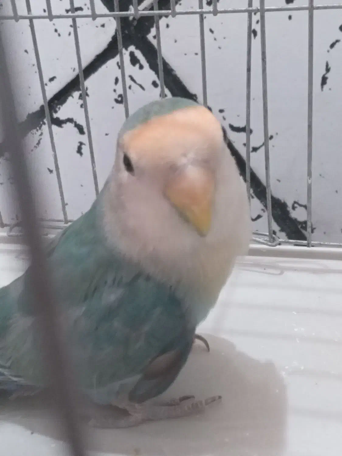 عروس مرغ عشق برزیلی|پرنده|قرچک, شهرک طلائیه|دیوار