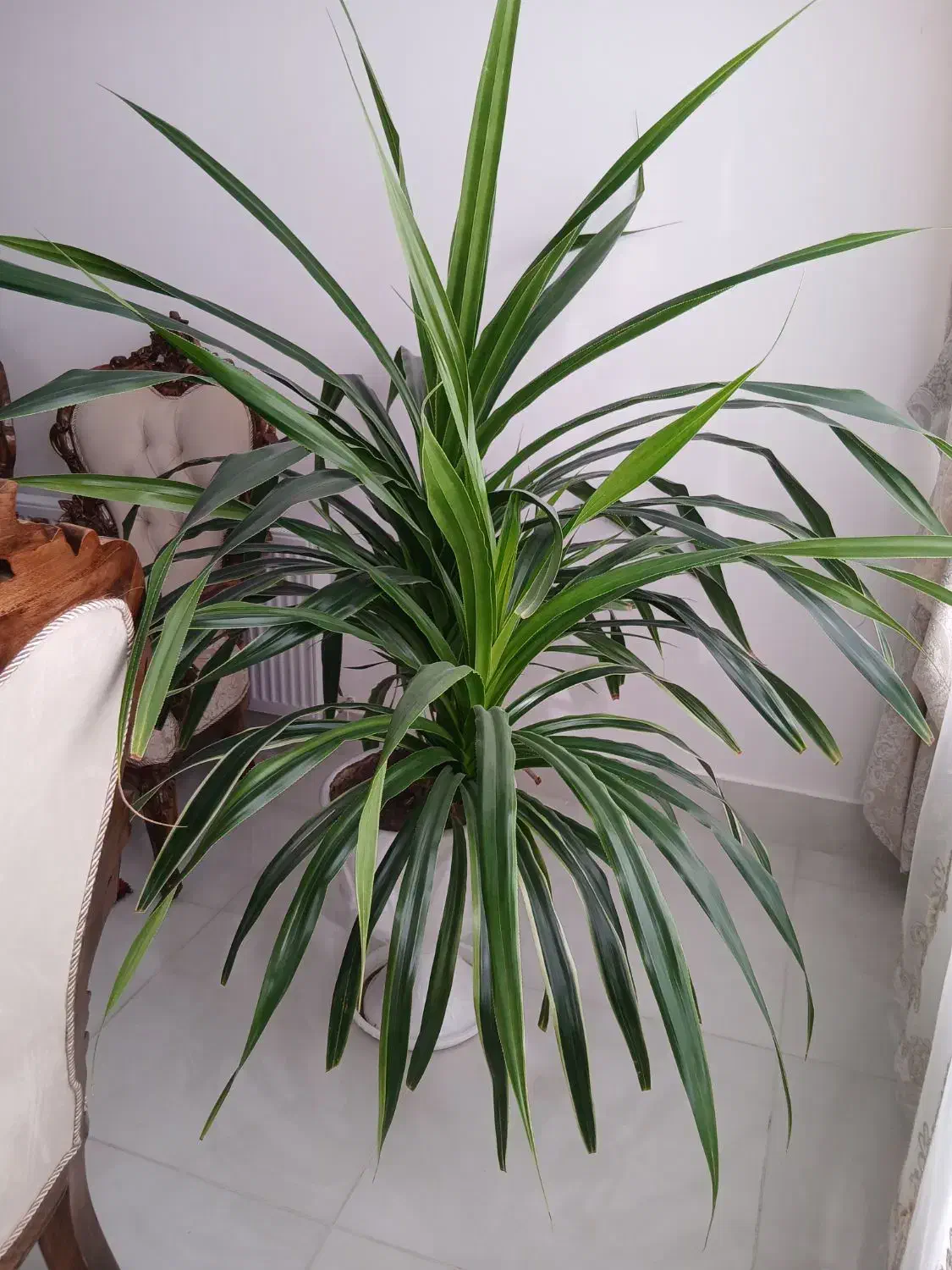 گل زینتی مخصوص فضای بزرگ|گل و گیاه طبیعی|سراب, |دیوار