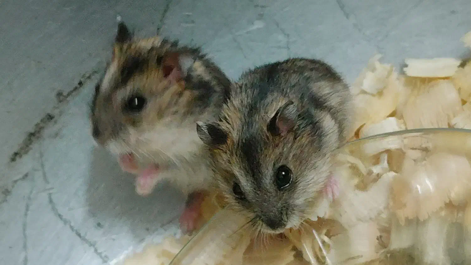 همستر|موش و خرگوش|ملارد, |دیوار