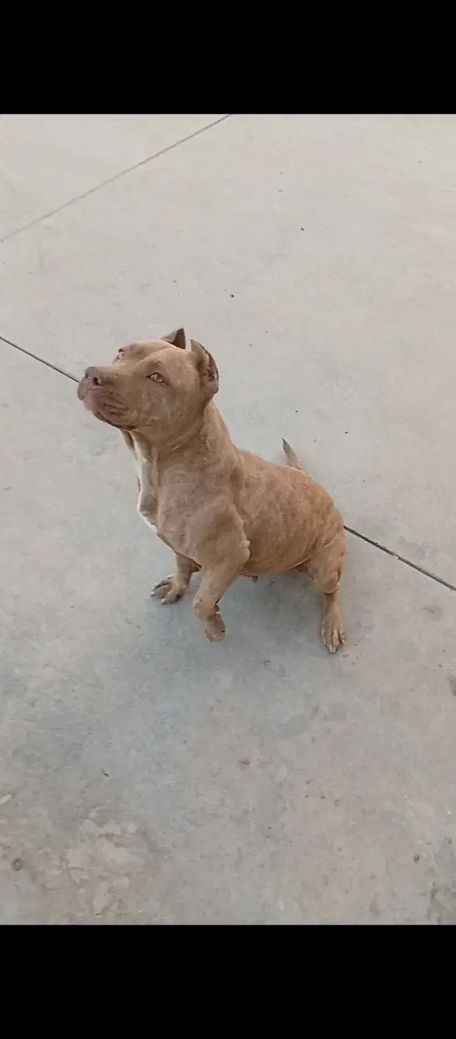 سگ پیت بول|سگ|پاکدشت, پاکدشت (مامازند)|دیوار