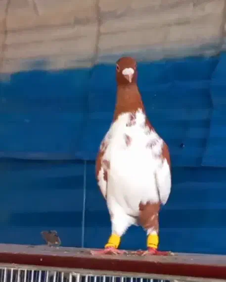 3جنگنده عبلغ سارکاکلی برژیکی|پرنده|مشهد, نوید|دیوار