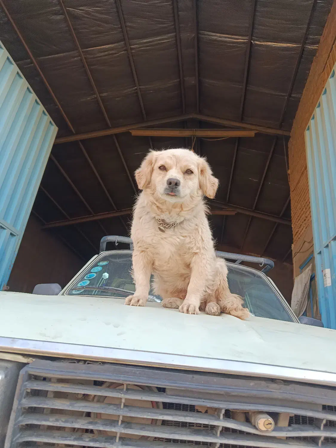 سلام  یه ماده شیتزو پامر حرف گوش کن بازی گوش|سگ|پاکدشت, پاکدشت (مامازند)|دیوار