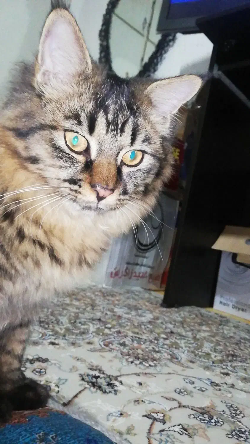 واگذاری گربه|گربه|صدرا-فارس, فاز ۱|دیوار