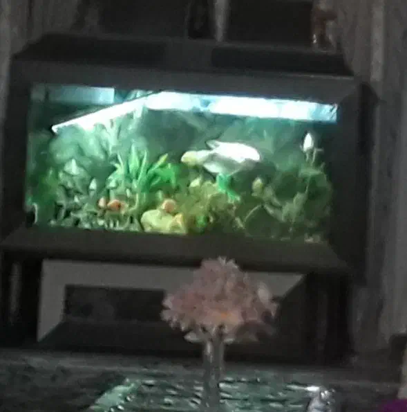 آکواریوم ماهی ام دی اف باپایه فلزی|ماهی|محلات, |دیوار