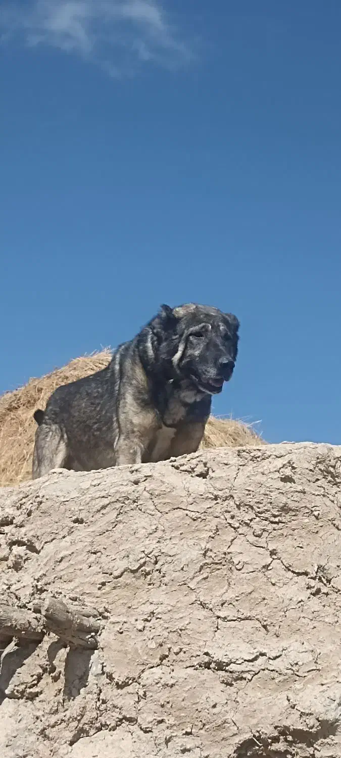 سگ 3 ساله|سگ|صومای برادوست, |دیوار