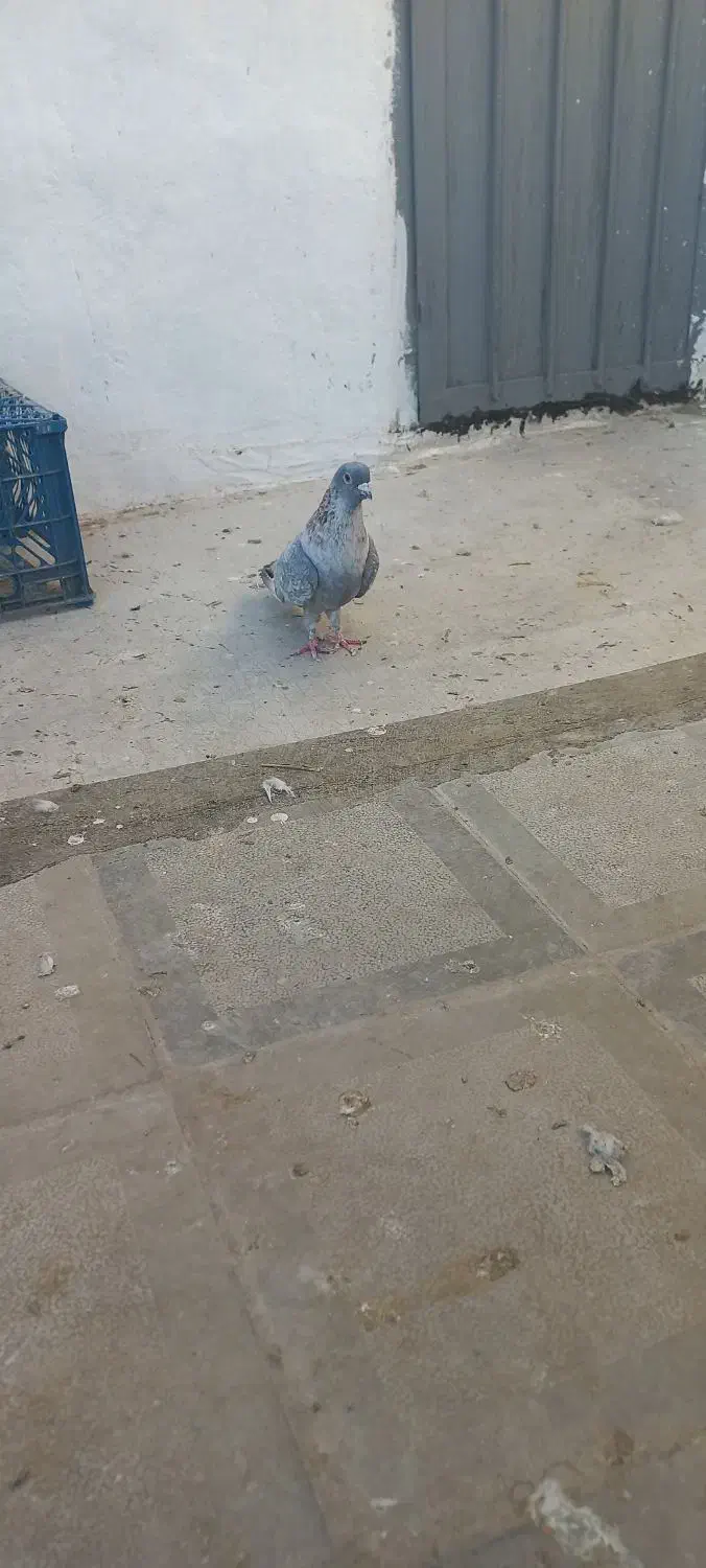 کبوتر جوجه گیری|پرنده|سبزوار, قصبه غربی|دیوار