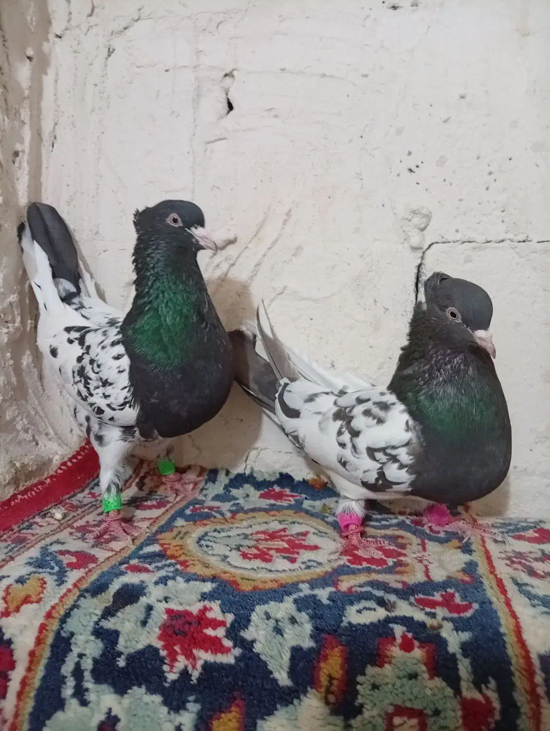 کبوتر|پرنده|مرودشت, پشت سایپا|دیوار