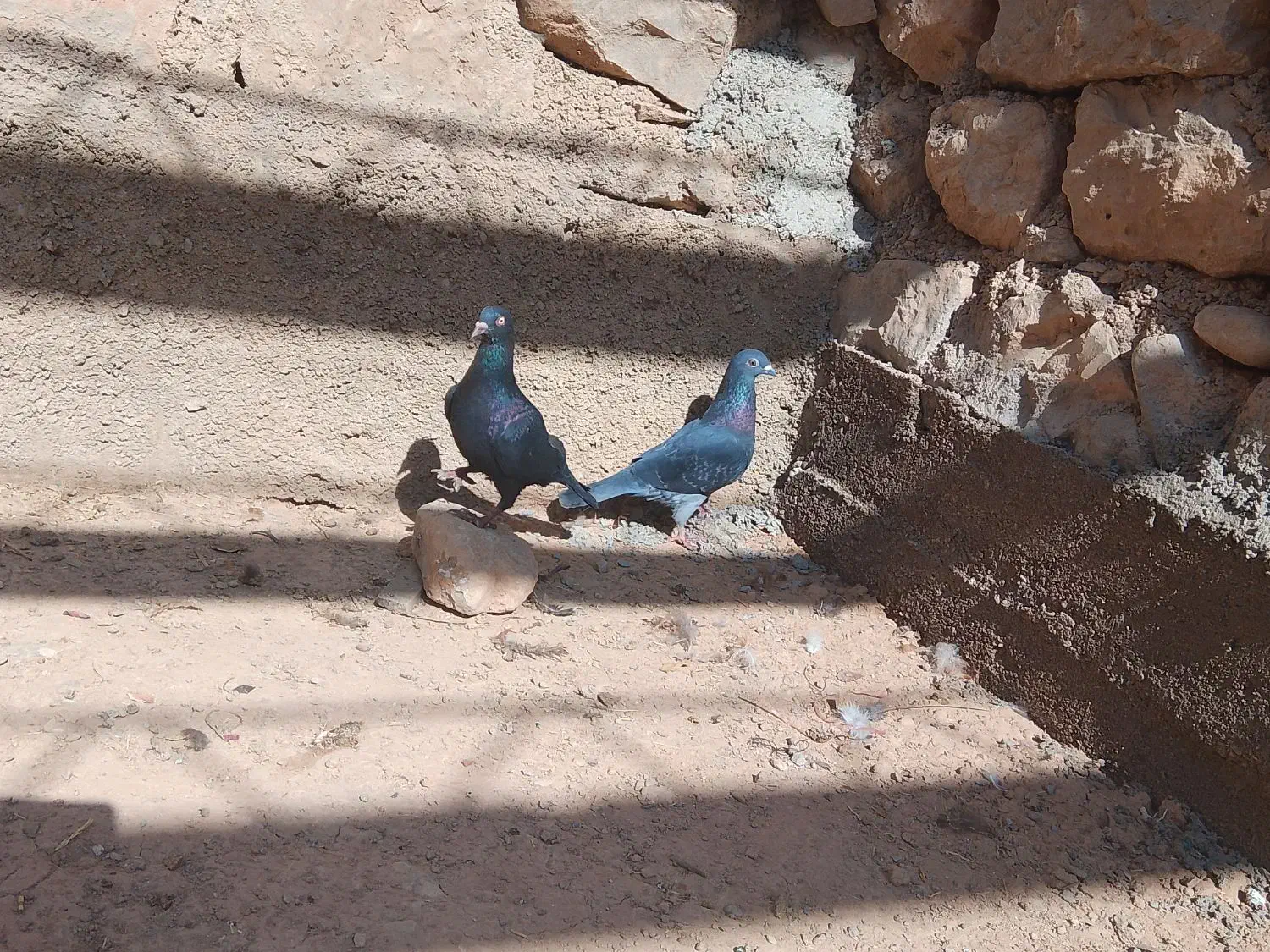 دو کبوتر نر و ماده درحال چو کشی در دینراک|پرنده|اندیکا, |دیوار