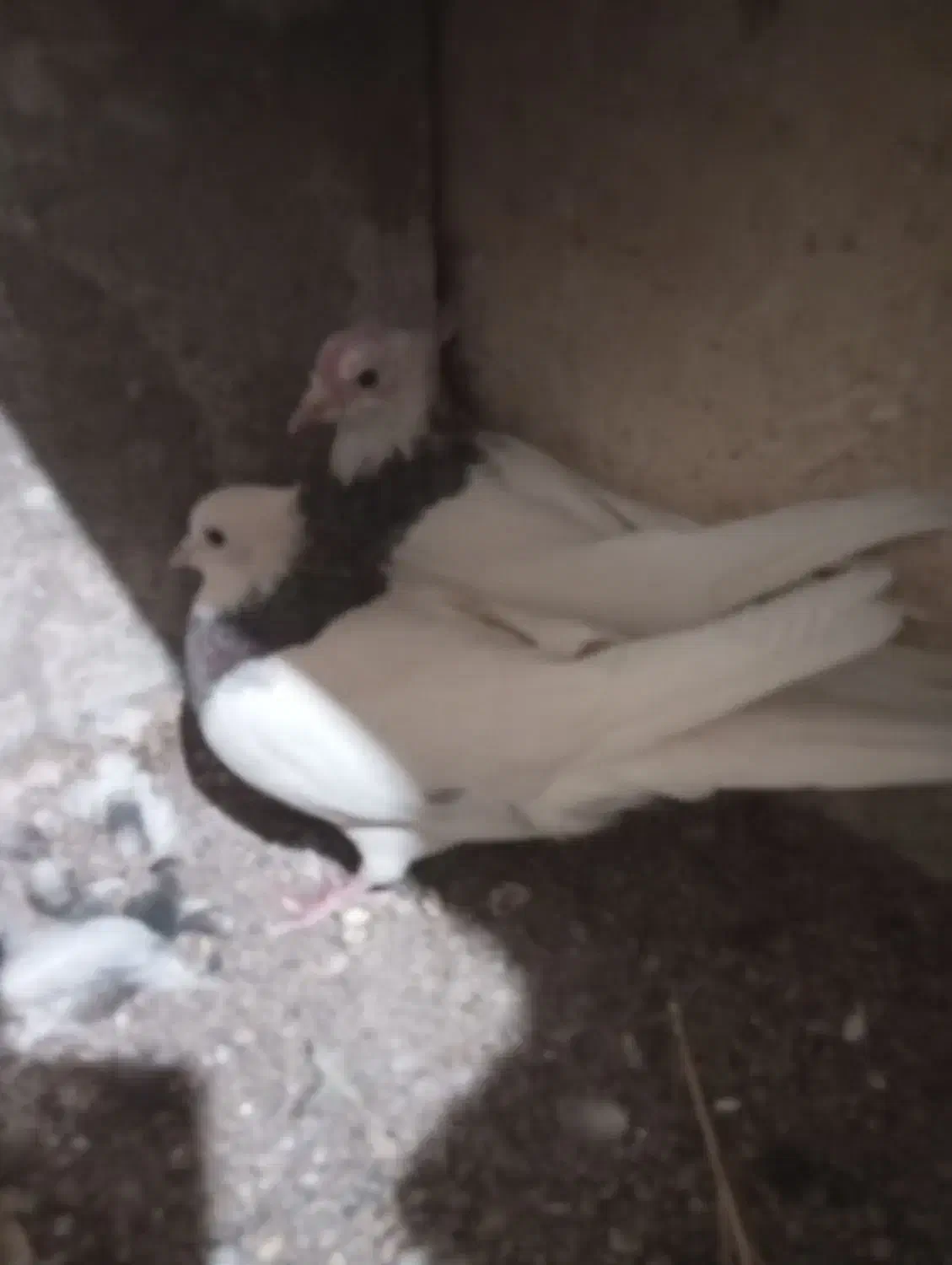 نرو ماده طوقی|پرنده|تربت‌حیدریه, ترمینال|دیوار