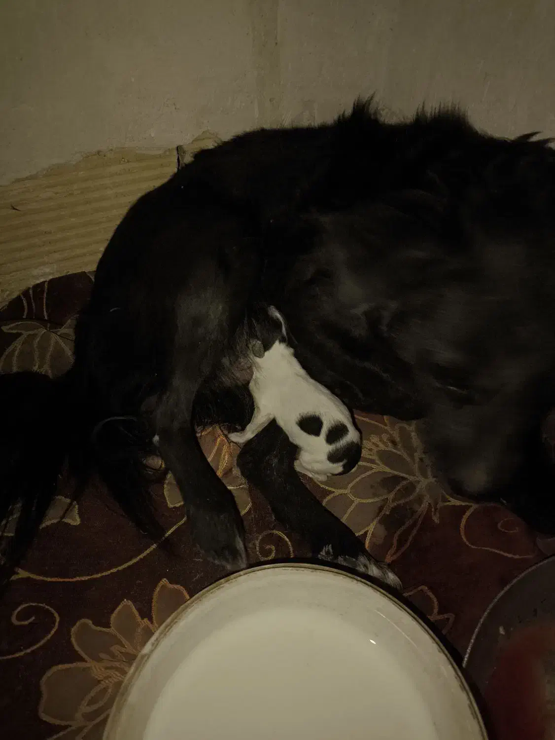 سگ اشپیتیز دو ساله ماده|سگ|رباط‌کریم, رباط‌کریم|دیوار