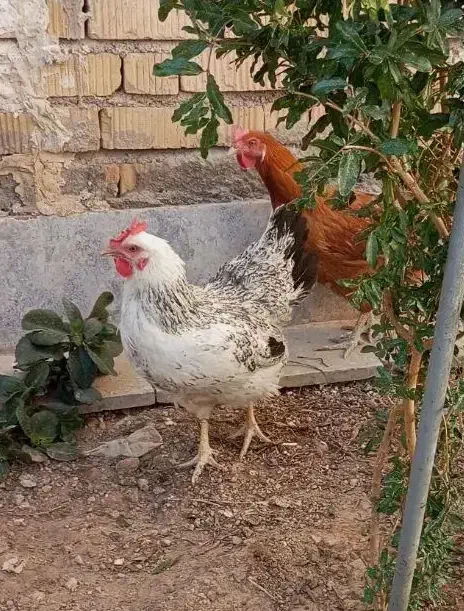 مرغ  سالم و سرحال|حیوانات مزرعه|شیراز, کرونی(خاتونک)|دیوار