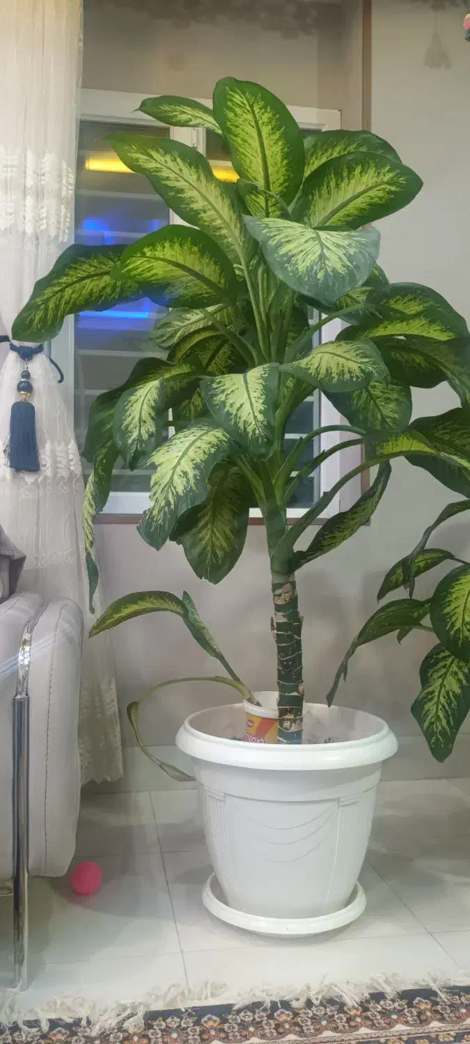 ویترین|بوفه، ویترین، کنسول|اقلید, |دیوار