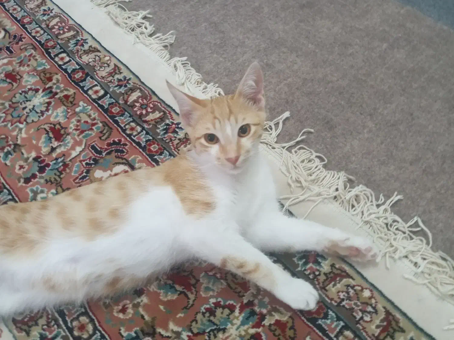 گربه|گربه|گرگان, |دیوار