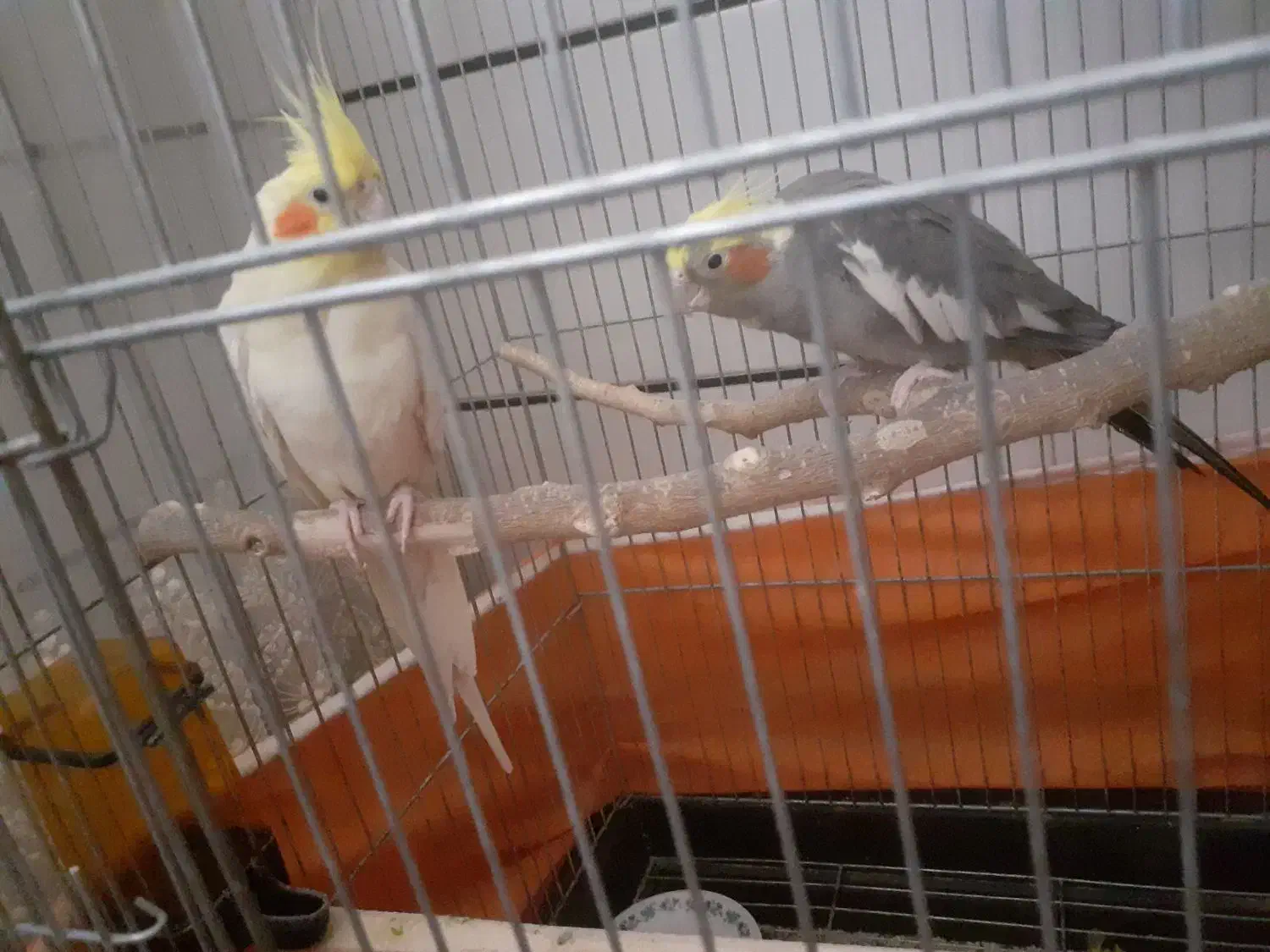 عروس هلندی|پرنده|ساوه, |دیوار