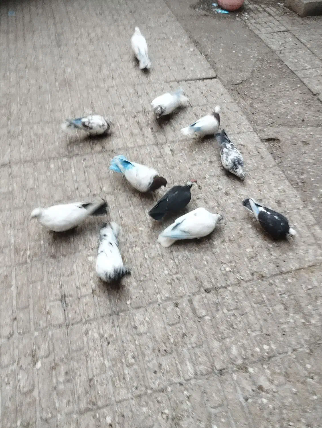 کفتر|پرنده|تبریز, |دیوار