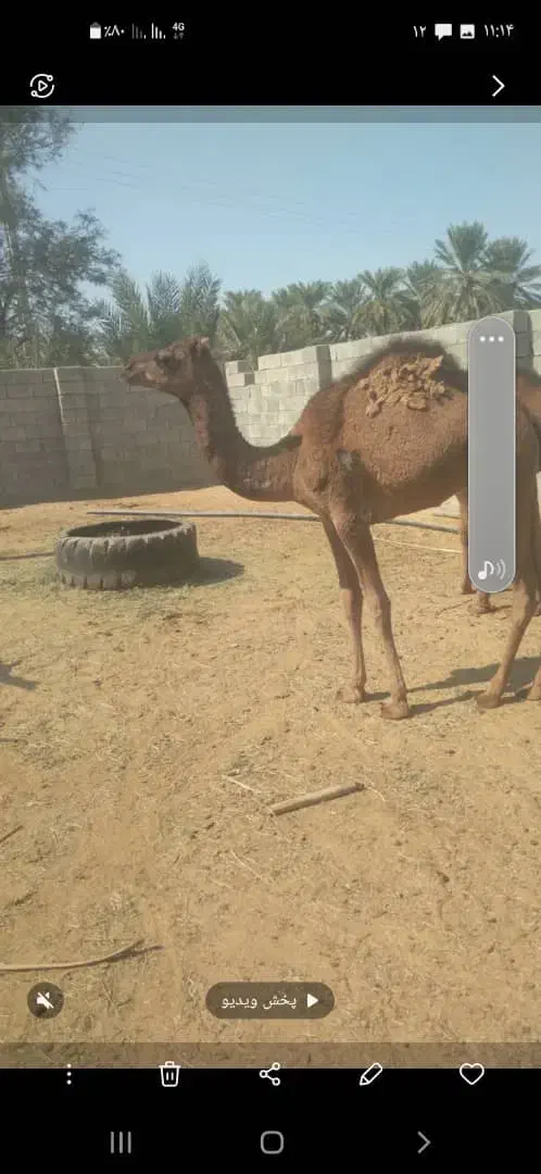 شتر 4زه وهاشی نو چمل|حیوانات مزرعه|رودبار (کرمان), |دیوار