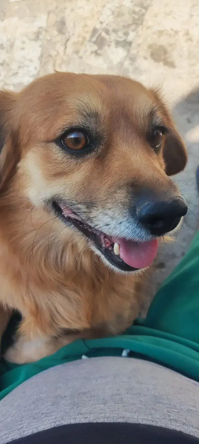 سگ پاپی خوشگل|سگ|اصفهان, ارزنان|دیوار