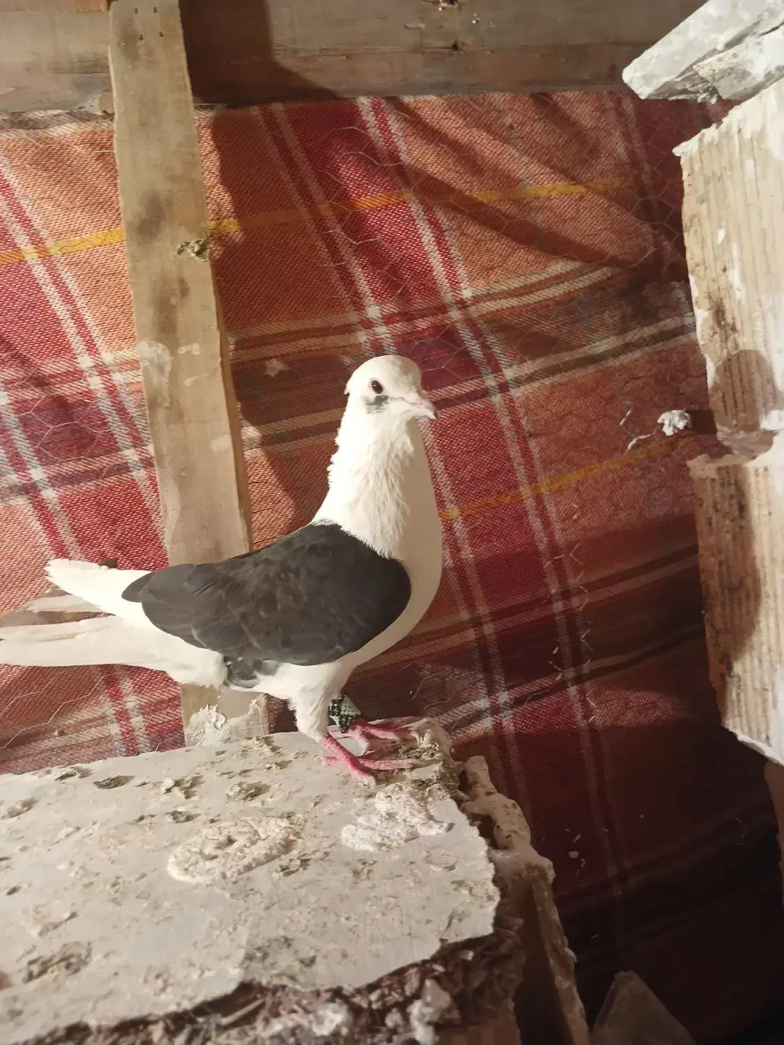 کبوتر|پرنده|ازنا, |دیوار