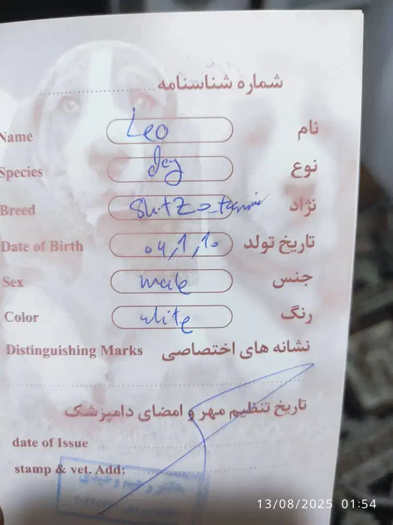 سگ پاکوتاه فروشی|سگ|نیک شهر, |دیوار