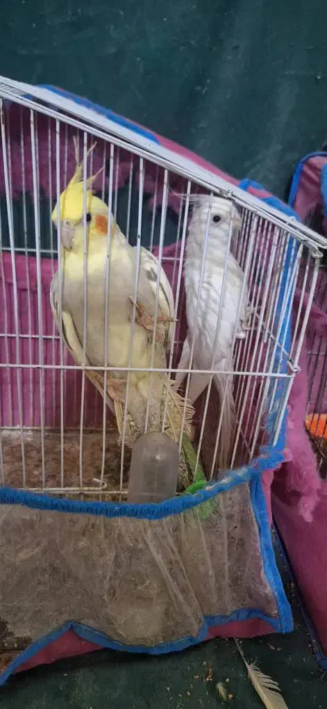 3000000|پرنده|نیک شهر, |دیوار