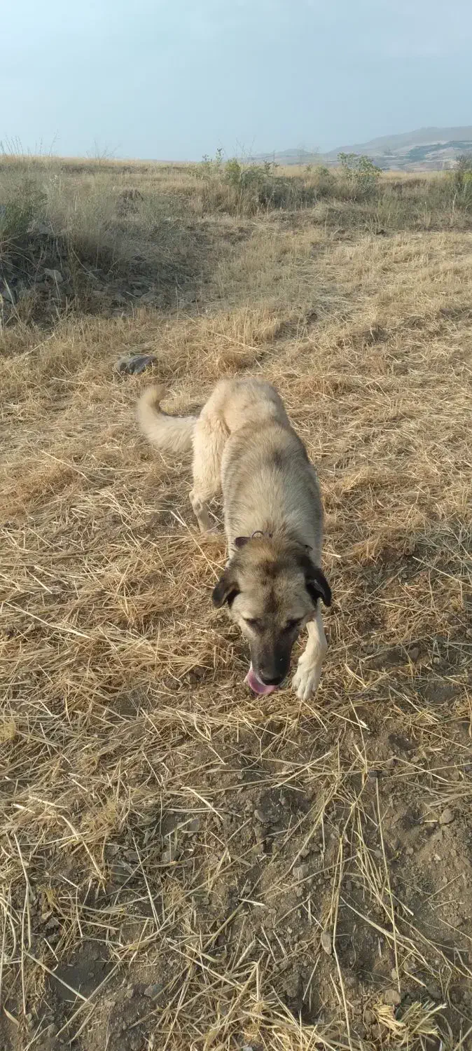 سگ پژدر|سگ|بروجرد, |دیوار