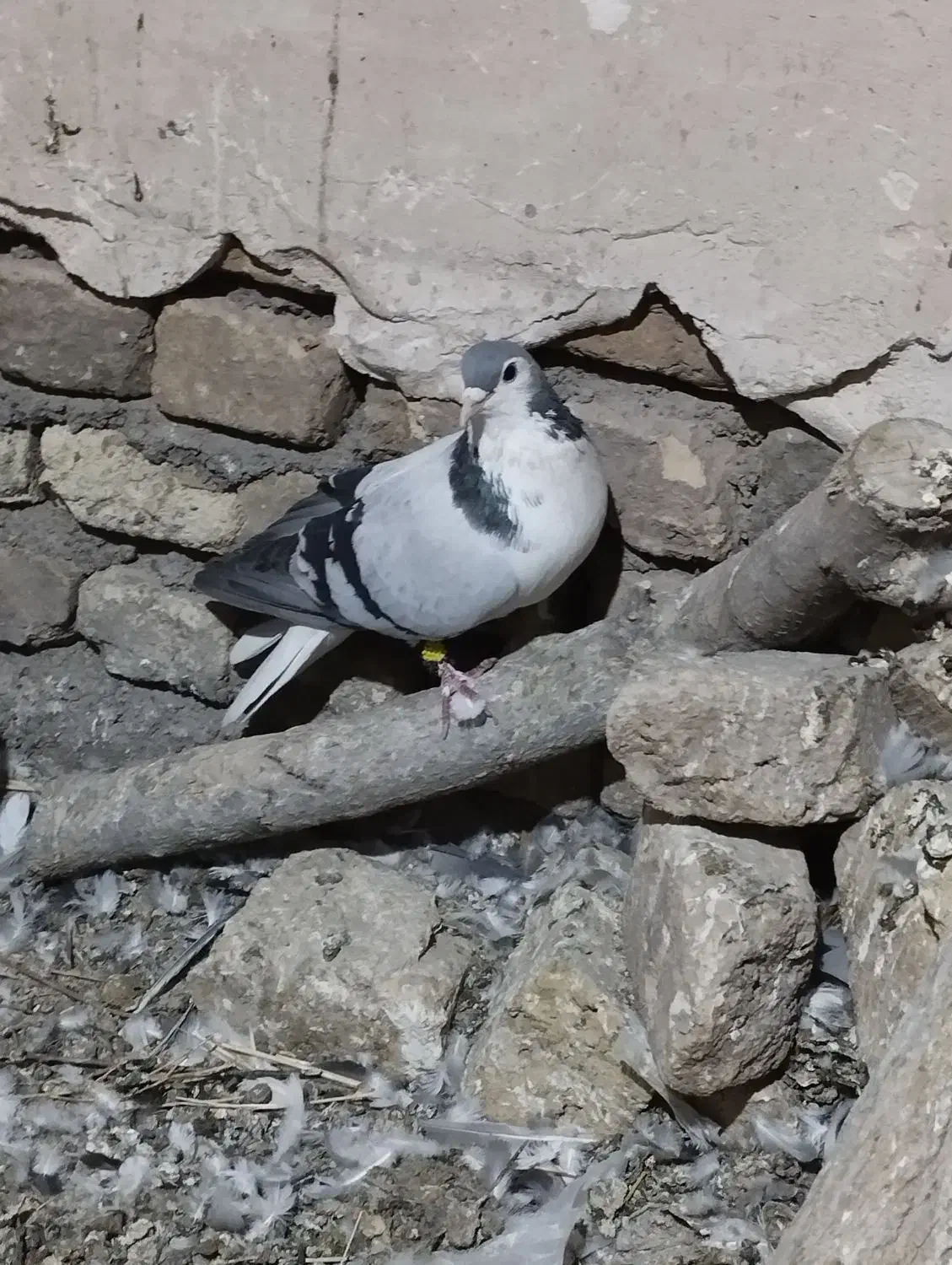 پرشی|پرنده|تربتحیدریه, رباط سفلی|دیوار