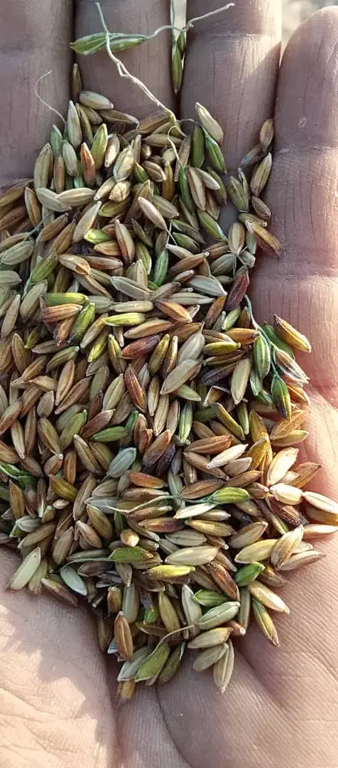 اشتری شلب نقد|خوردنی و آشامیدنی|حمیدیه, |دیوار