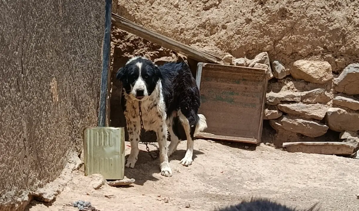 لاس|سگ|داران, |دیوار