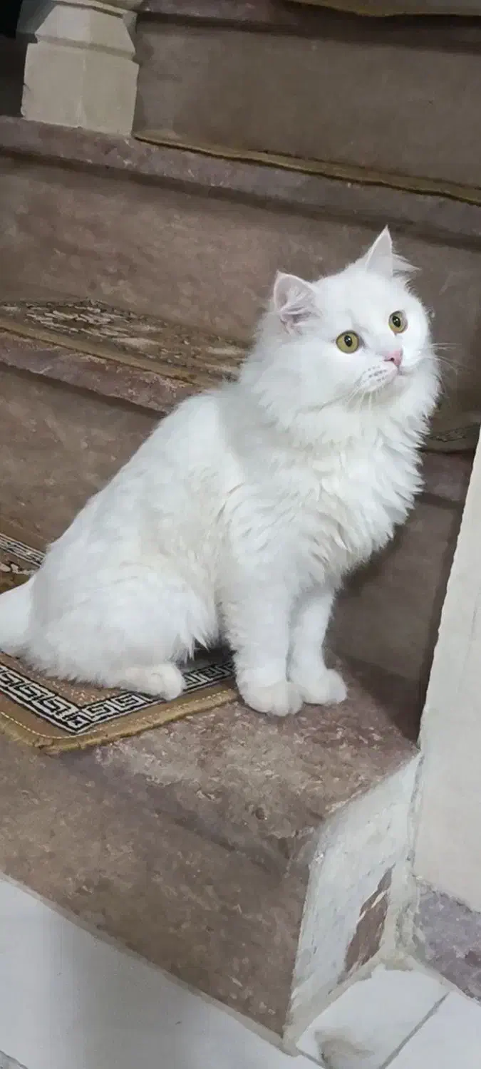 گربه پرشین|گربه|بوکان, |دیوار