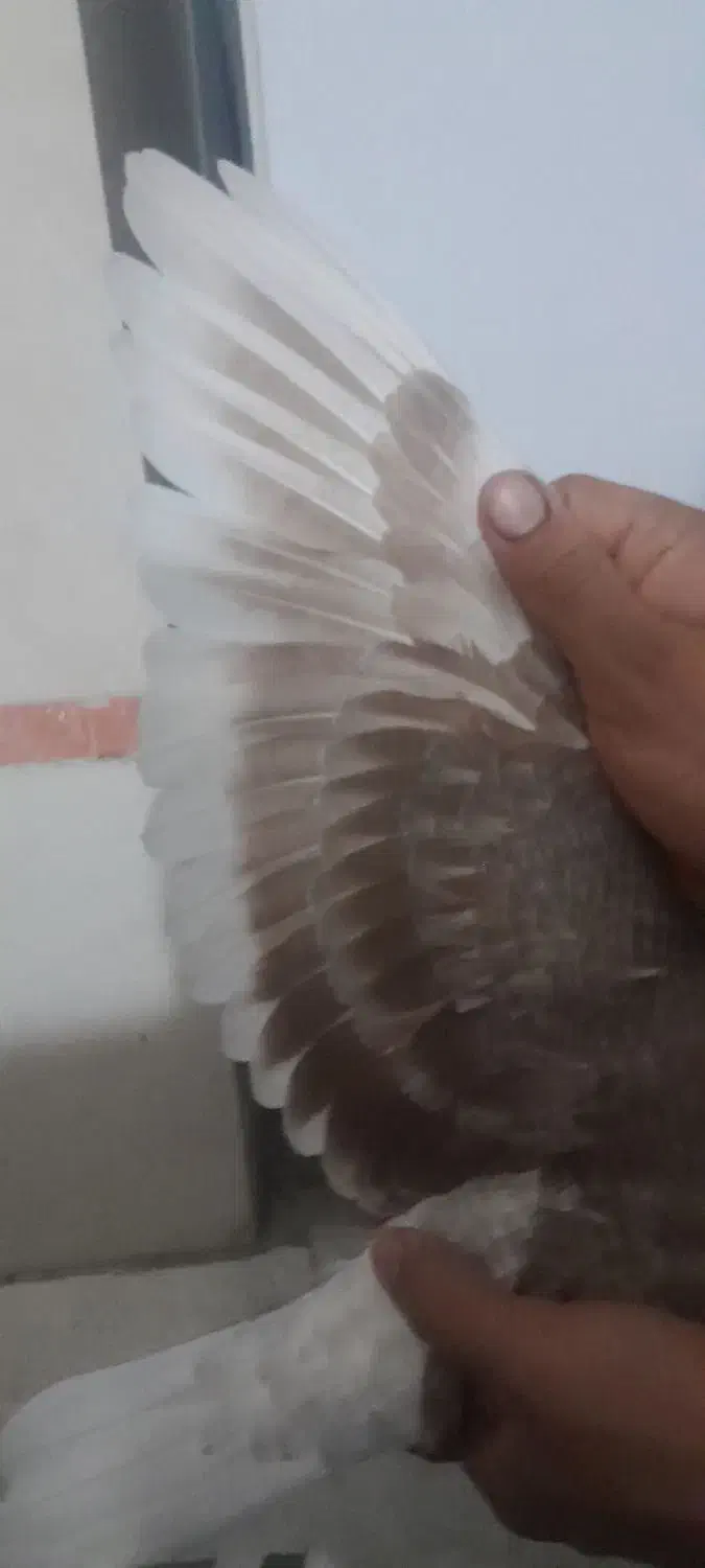 کفتر|حیوانات|قم, شاد قلی|دیوار