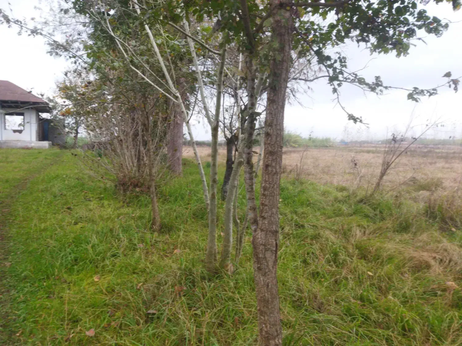 21000هزار متر خانه محوطه بر آسفالته بی نظیر|فروش خانه و ویلا|احمدسرگوراب, |دیوار