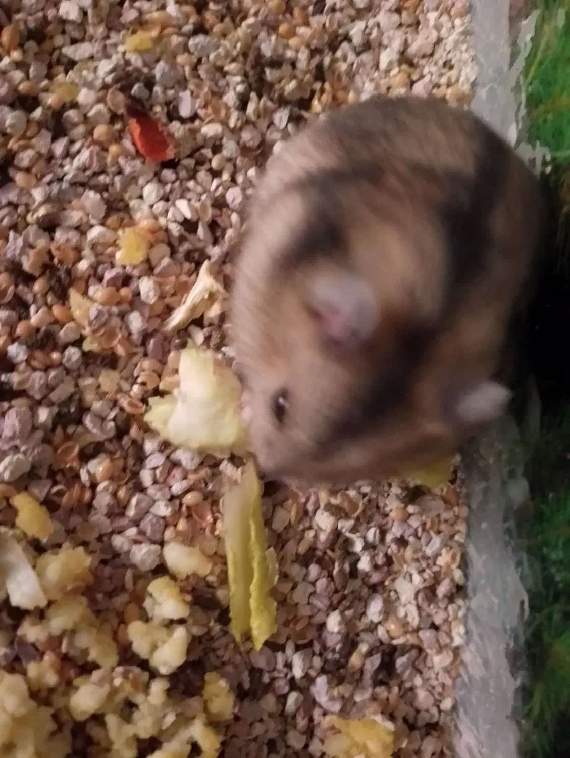 همستر کمپل شکلاتی خاکستری|موش و خرگوش|شاهینشهر, مخابرات (شهید بهشتی)|دیوار