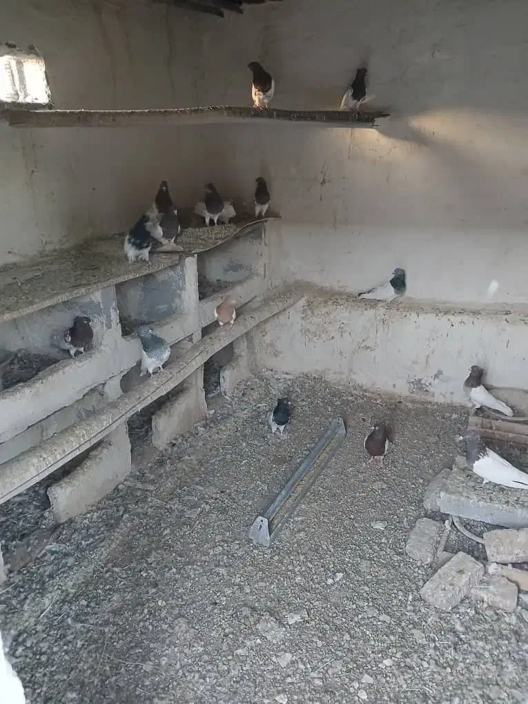 کفتر|پرنده|خسروشاه, |دیوار