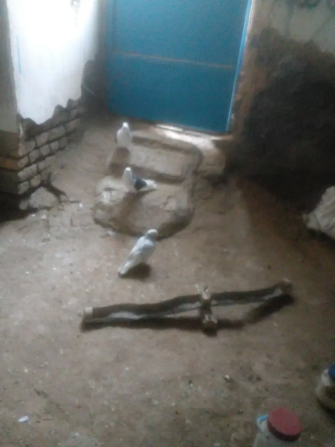 کبوتر|پرنده|ساروق, |دیوار