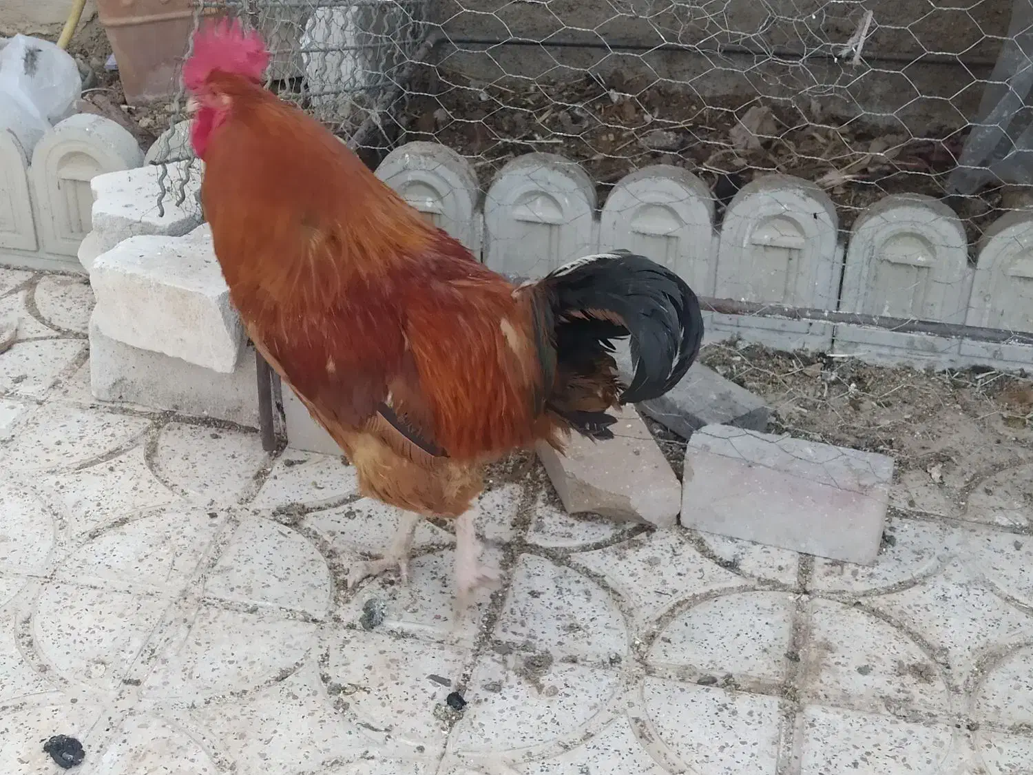 خروس|حیوانات مزرعه|یاسوج, |دیوار