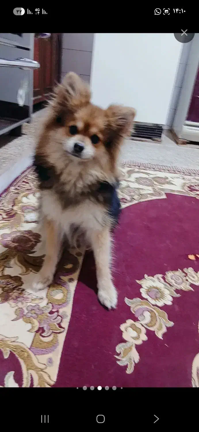 سگ پامر دم روباهی|سگ|کرمان, |دیوار