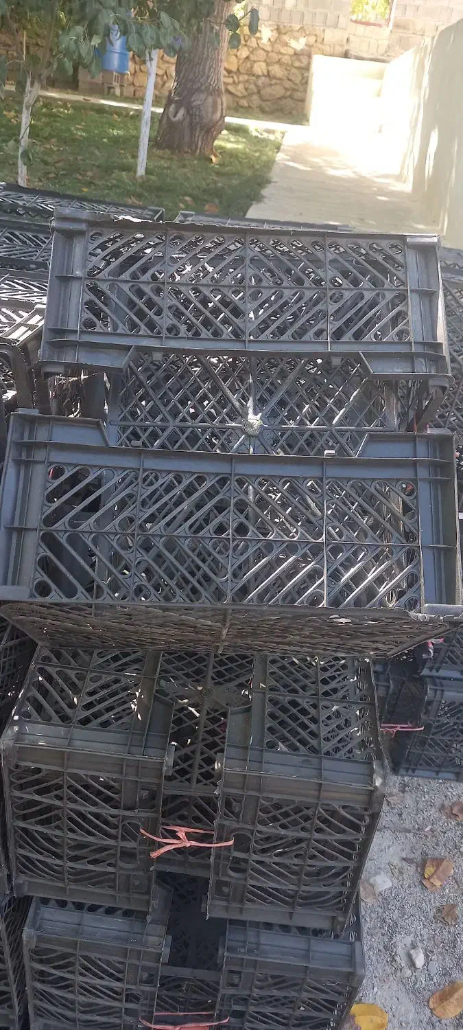 سبدسیب|عمدهفروشی|یاسوج, |دیوار