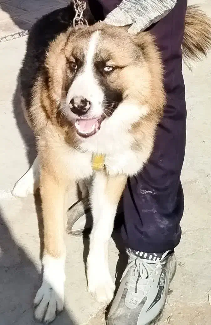 سگ نگهبان .آموزش دیده.|سگ|بادرود, |دیوار