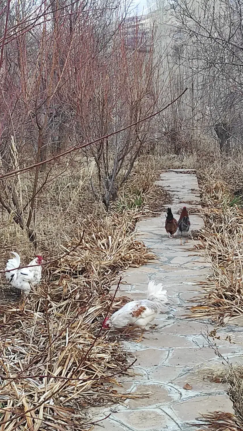 مرغ وخروس نیمچه گلین|حیوانات مزرعه|سنندج, |دیوار