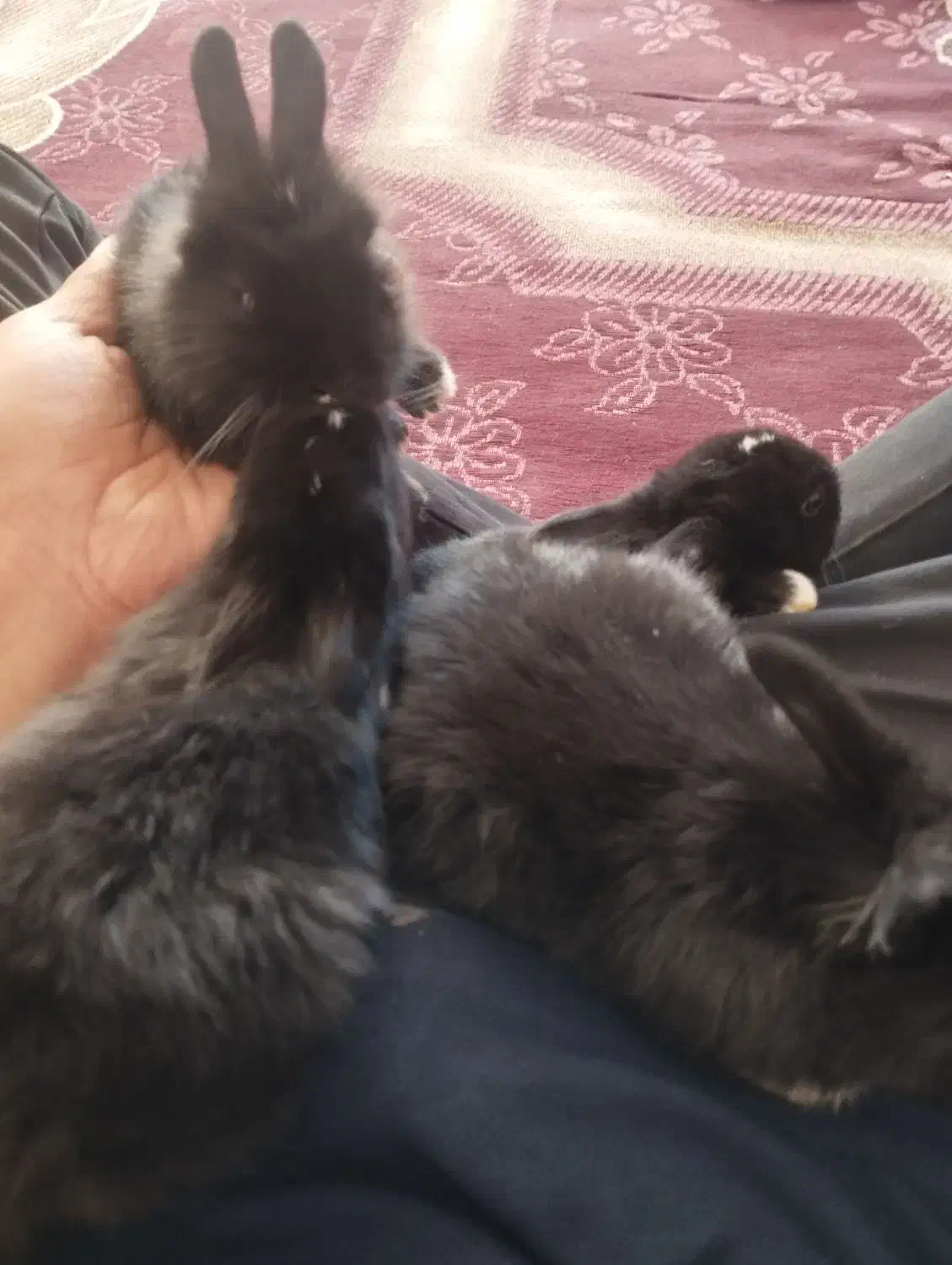 ۵عدد بچه خرگوش نیوجرسی|موش و خرگوش|تربت جام, اسماعیل آباد|دیوار