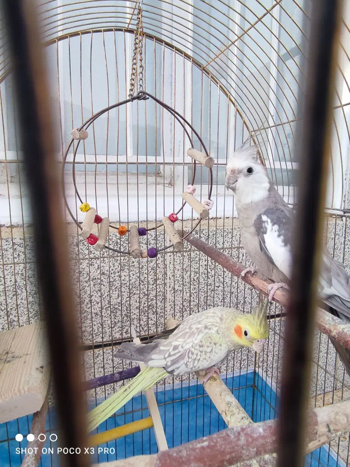 عروس هلندی مولد|پرنده|پاوه, |دیوار