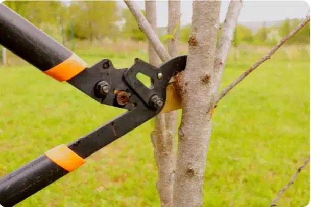 هرس درخت وباغچه|خدمات باغبانی و درختکاری|گرگان, |دیوار