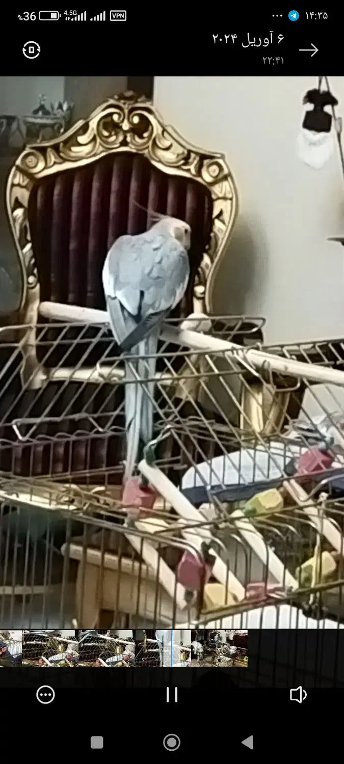 عروس هلندی نر خیلی خوب سرحال آواز خان|پرنده|هشتگرد, شهرک بوستان|دیوار