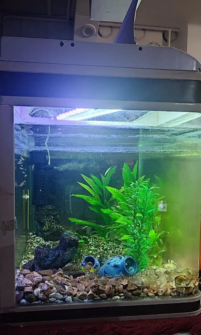 آکواریوم شرکتی شیشه خم، درب دار، سالم و بدون مشکل|ماهی|سنندج, |دیوار