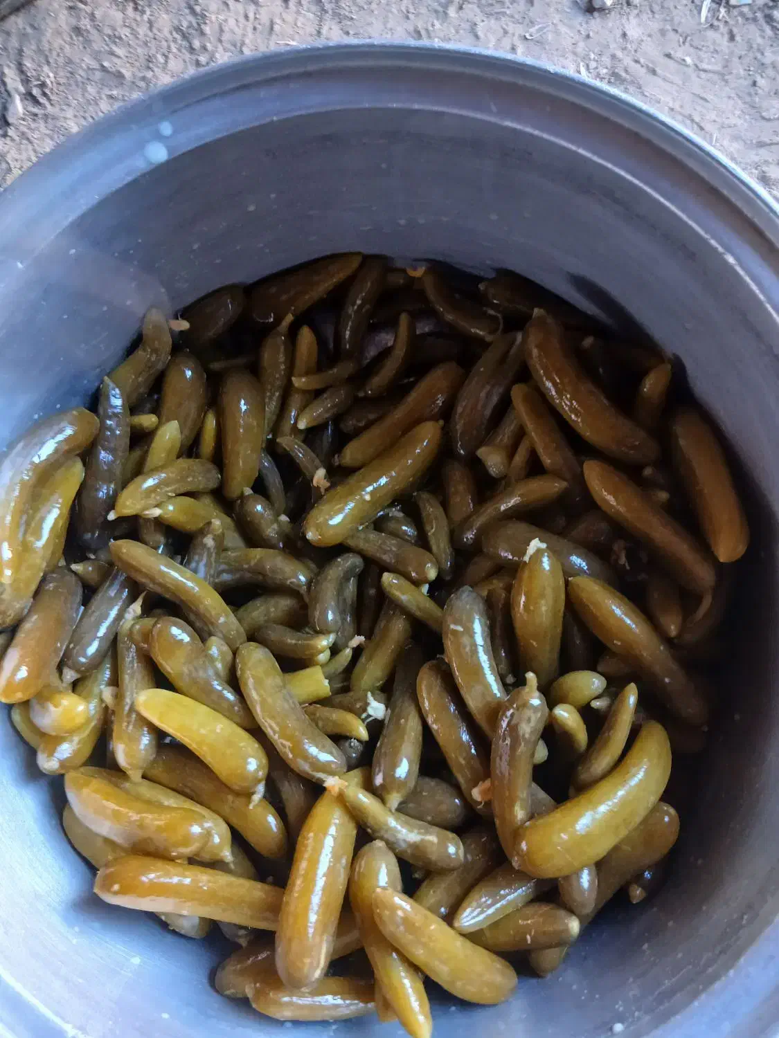 خیارشورهمدان تردو خوشمزه.لوکس|خوردنی و آشامیدنی|زرندیه, |دیوار