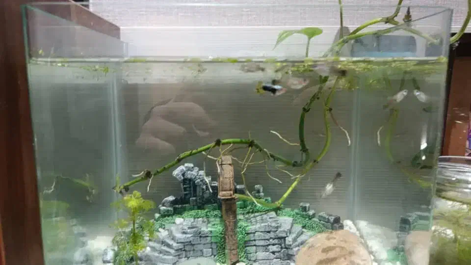 گوپی نیمه مولد|ماهی|فردیس, فردیس|دیوار